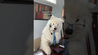 What question should he answer next? #dog #samoyed