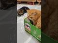 大事な話しをする猫達#エキゾチックショートヘア