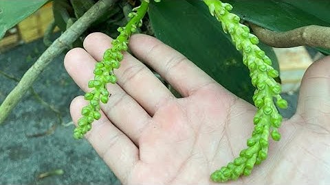 ✅ Cách Kích Lan Đai Châu Nở Đúng Dịp Tết " từ A đến Z "