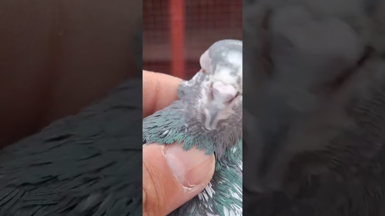 Кушларни  учканини яна бир исботи .