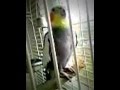 Возмущение Говорящего попугая Лютика;-)