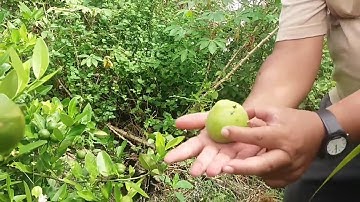 MANTAP!! Jeruk Nipis Berbuah Super Lebat