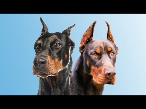 Diferentes tipos de DOBERMAN - Types of DOBERMAN Tipos De Doberman - Características Y Temperamento De Esta Raza