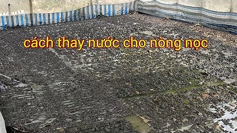 cách thay nước cho nòng nọc và ếch con