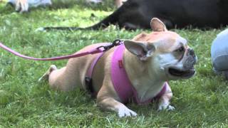 Pet-A-Palooza 2011