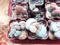 Lithops в конце зимы. Смена листьев. 28.02.2019.