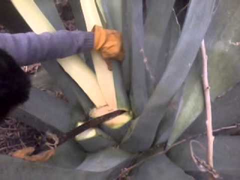 EL AGAVE O MAGUEY | FunnyCat.TV EL AGAVE O MAGUEY | FunnyCat.TV