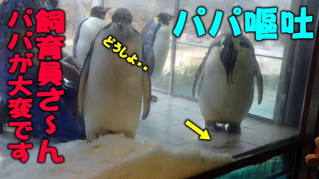 飛べないペンギン What's wrong, Dad?] The big baby emperor penguin at Adventure