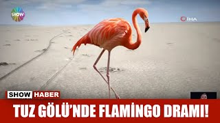Tuz Gölü'nde Flamingo dramı!