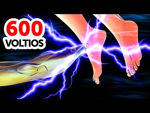 Video: ¿Qué animales pueden electrocutarte?