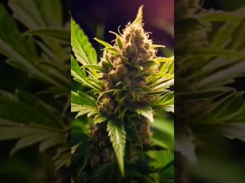 فهم أعماق الحشيش الاستخدامات والتأثيرات في فيديو قصير   لايك اشتراك