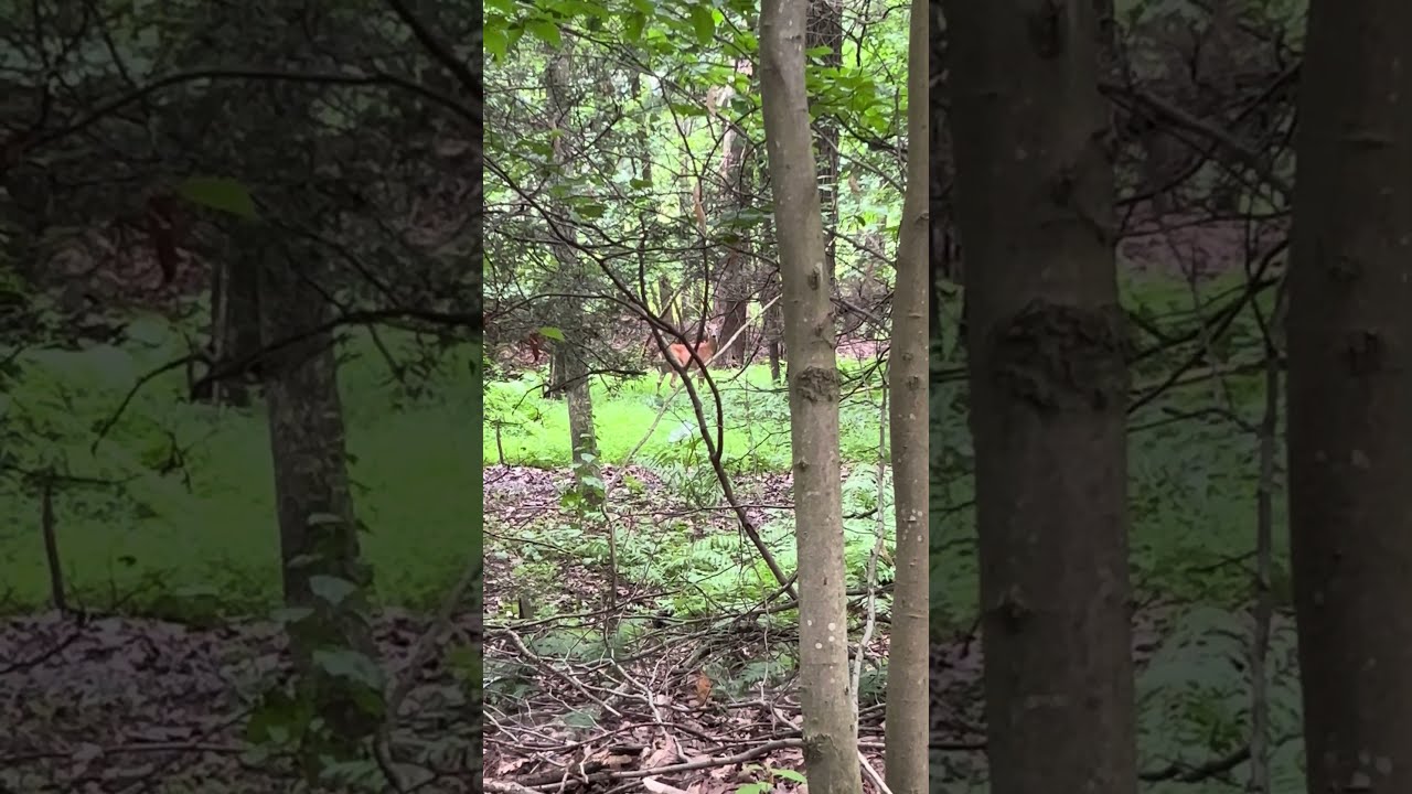 Deer in the Woods #nature #deer #outdoors #wildlife #animals #naturelovers