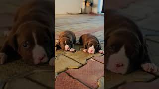 8810623046 Pitbull puppy ready strong body active trained start loyal guard dog perfect family
