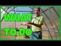 How to Use A Greenhouse