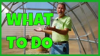 How to Use A Greenhouse