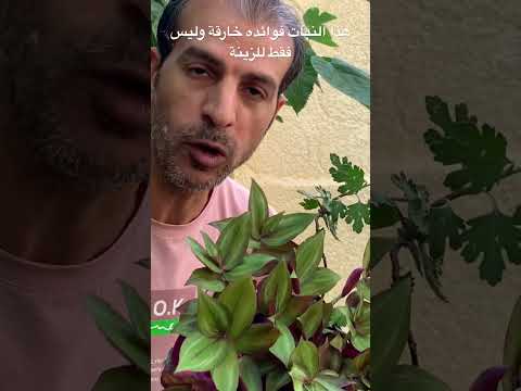 هذا النبات له فوائد طبية وعلاجية خارقة لا يعرفها أحد وليس فقط نبات للزينة تعرف على فوائده المذهلة