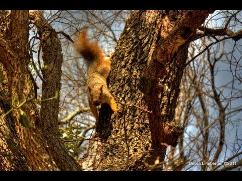 Squirrel Vs Crows