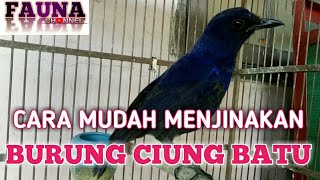 CARA MUDAH MENJINAKAN BURUNG CIUNG BATU