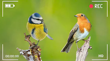 Beautiful Birds Singing in Forest - Calming Bird Sound, Healing for Blood Vessel, Relaxing