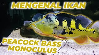 Ikan Peacock Bass Monoculus  Ikan Hias Predator Sejuta Umat