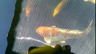 VID 20200420 103932 1