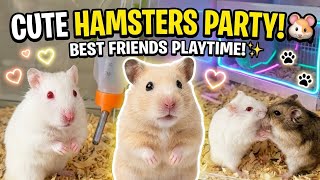 Cute & Funny Hamsters Compilation 🐹 Cutest Moments! 
