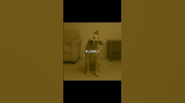 If Your Dog Stares At You Without Blinking, Don