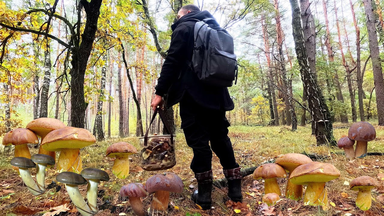 ЛІС МРІЯ ЗАСІЯНИЙ Грибами! Гігрофори, Поляки та Рядовки — тут всі з Грибами! 🌲🍄‍🟫