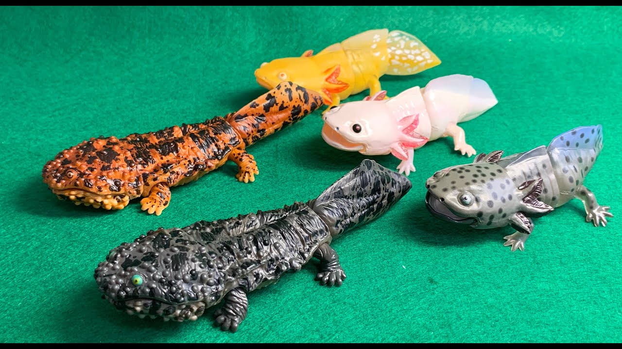 生き物大図鑑」オオサンショウウオとメキシコサラマンダーをパチ組み