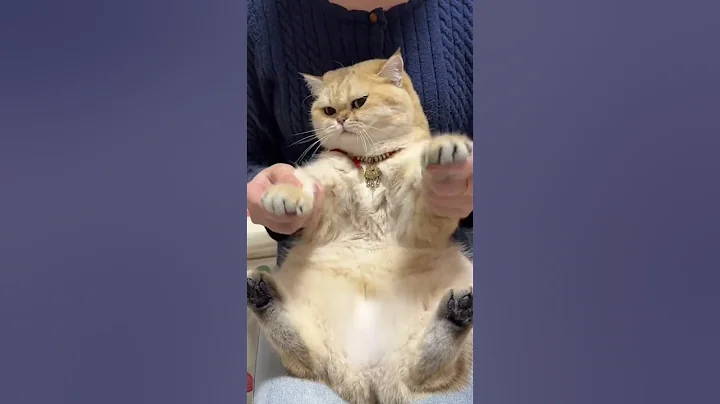 Video 11591161: pet cat kitten kitty, kitty kitten pet cute, kitten kitty pets funny