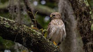 Finding Beauty in a Brief Moment with a Red-shouldered Hawk Finding Beauty in a Brief Moment with a Red-shouldered Hawk