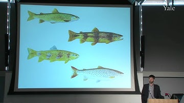 Taxonomy through Art