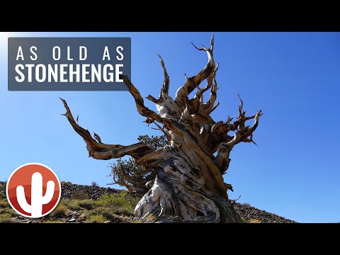 Vidéo: Les pins bristlecone ont-ils des branches tordues?