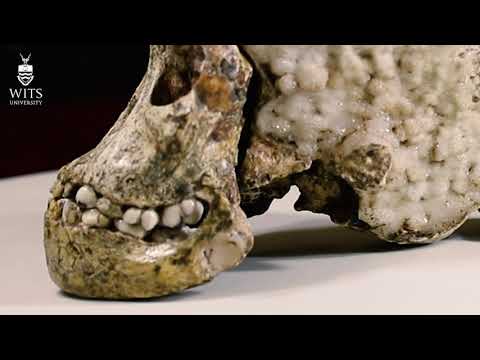 Video: The Taung Child Skull Mystery - Alternative View