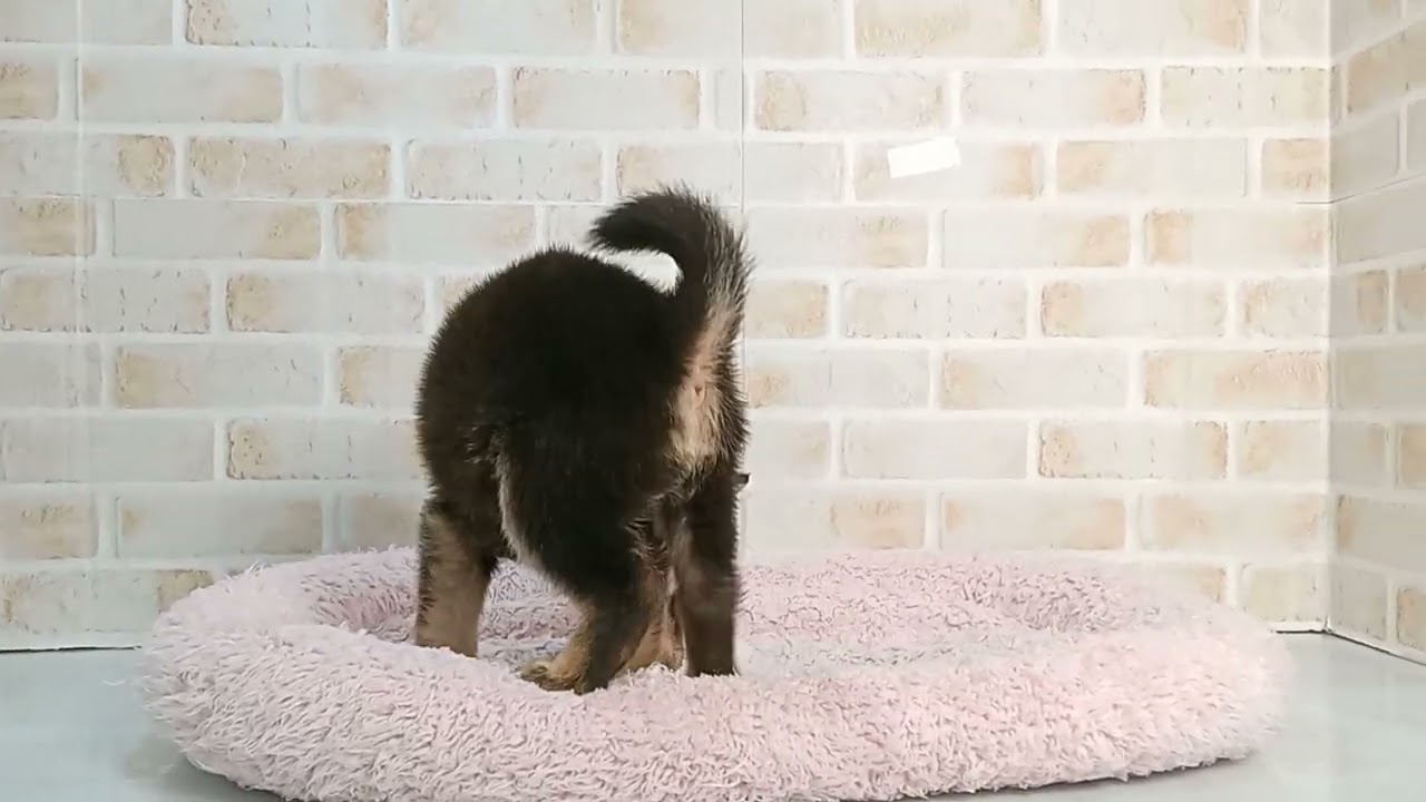 734906 柴犬 - YouTube