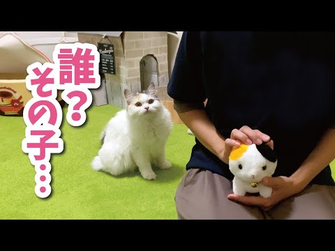 【浮気】ぬいぐるみを可愛がったら猫がとても悲しそうにしてました【おしゃべりする猫】