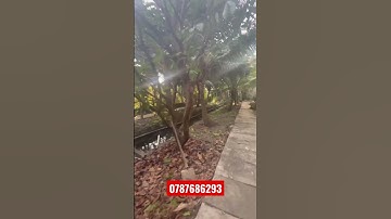 TẬP 467 NHÀ VƯỜN Ô TÔ #nhadattiengiang #mytho #bdstiengiang