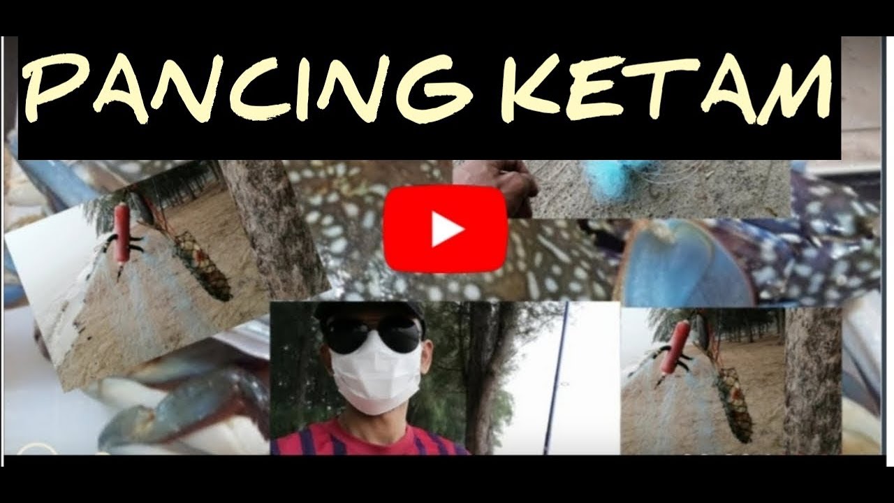 ketam sepit biru - pancing guna jaring umpan ikan kembung, cuaca jerebu