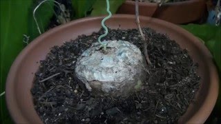 Climbing Onion, Zulo Potato time lapse