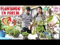 Trasplantando PLANTAS CARNÍVORAS con mi esposo │Candy Bu