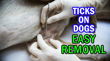 How to Remove Ticks From Dogs: Easy Dog Tick Removal