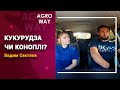 El Problema! Кукурудза чи коноплі - вибір агронома / СуперАгроном