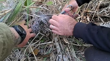 3x Snakes Stuck in a Net Left in the Bush!!