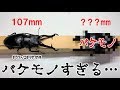 カブトムシ＋クワガタ　107mmのギラファがちっちゃく見えるんだが…（くろねこチャンネル）