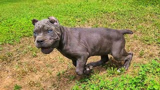 This 9 week old Cane Corso wants to fight!