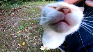 公園で出会った子猫の白猫をナデナデしたらスリスリと懐いてきた