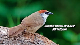 MENGENAL BURUNG KASO-KASO/ TEPUS GELAGAH DAN HARGANYA