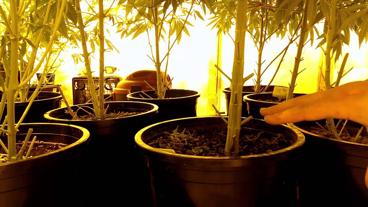 How I water five gallon pots in coco and other tips