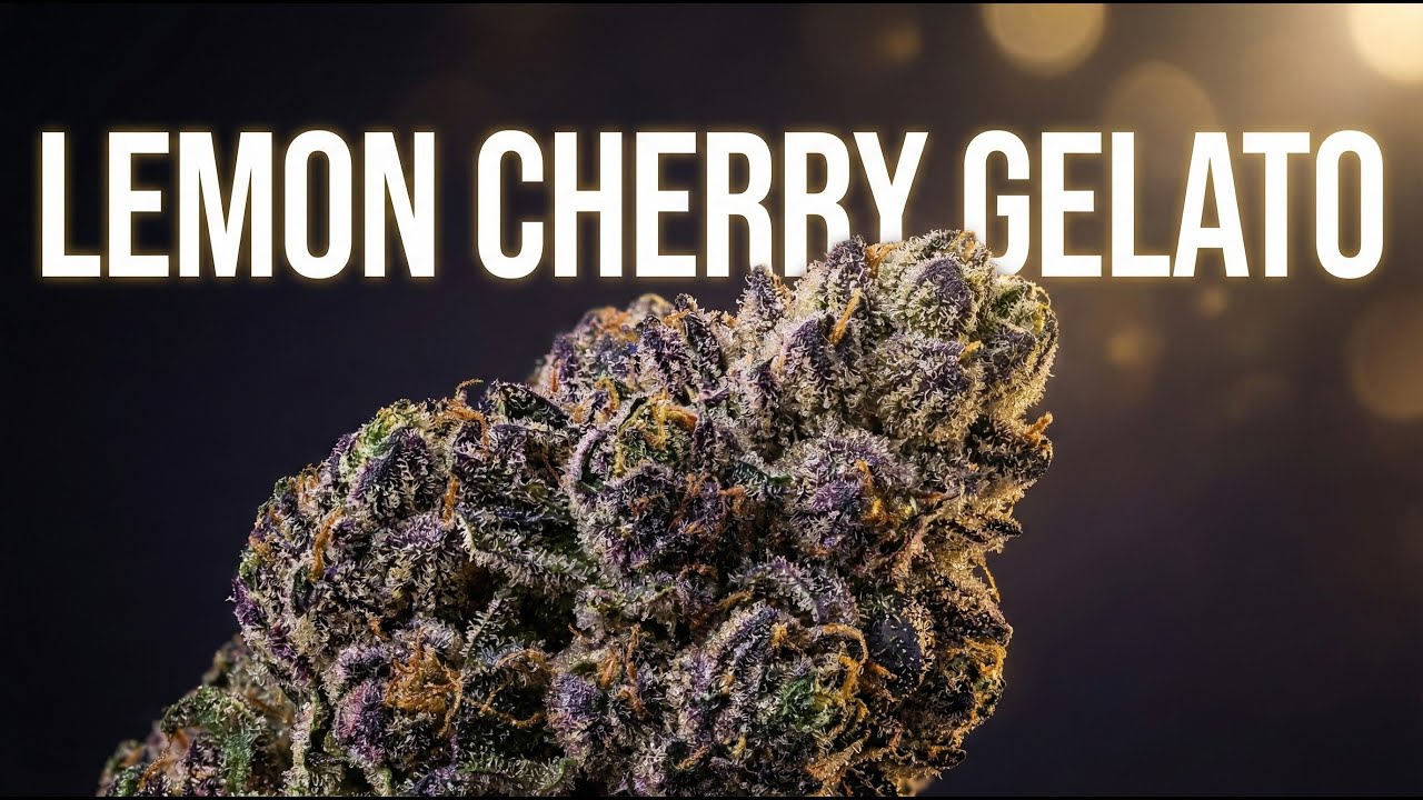 The Cannabis Bible chapter 24 / Lemon Cherry Gelato Strain Review: The Ultimate Deep Dive