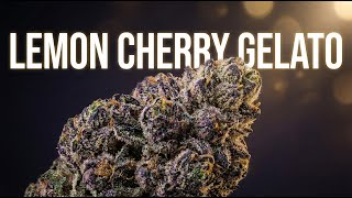 The Cannabis Bible chapter 24 / Lemon Cherry Gelato Strain Review: The Ultimate Deep Dive